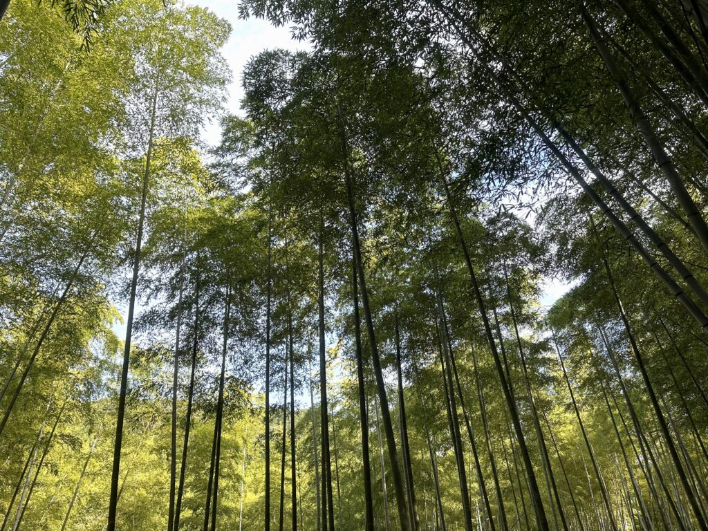Bamboo grove near Fushimi Inari Shrine