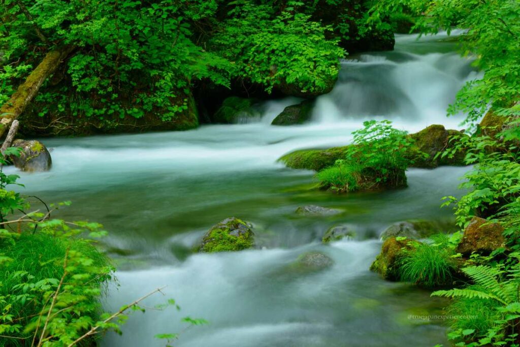 A section of Oirase Gorge in Aomori, with a clear mountain stream flowing gently over mossy rocks, surrounded by lush green forest.