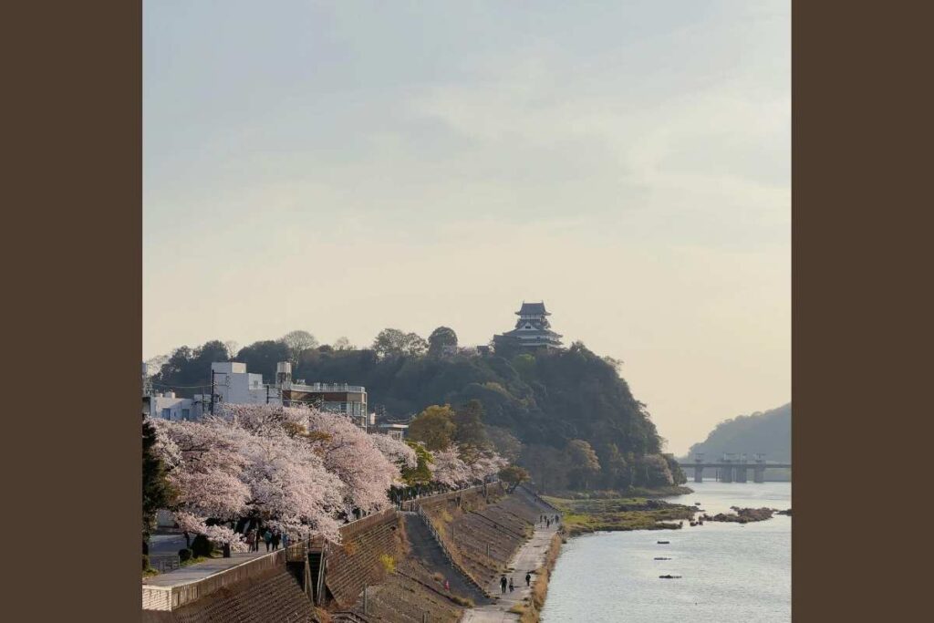 A scenic view of Inuyama Castle overlooking cherry blossoms along the Kiso River in spring