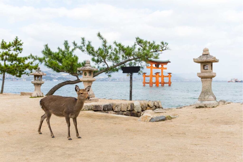 A deer standing near the seashore with the floating torii gate of Itsukushima Shrine in the background