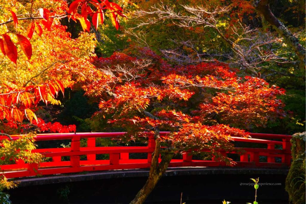 A vivid red bridge surrounded by autumn leaves in Japan, capturing the spirit of fall