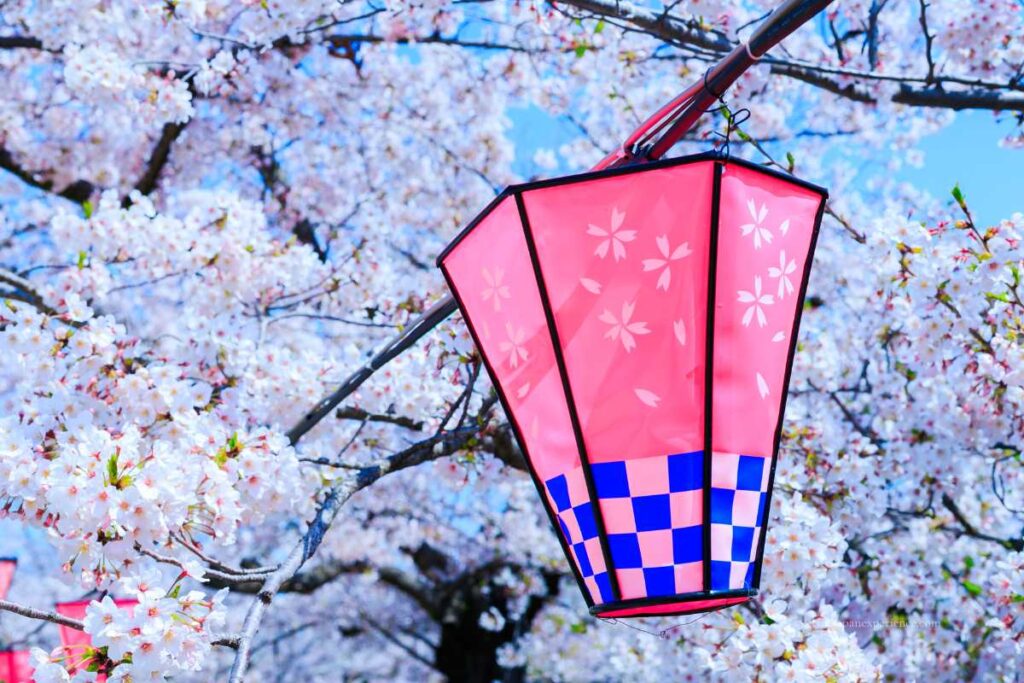 A pink paper lantern with cherry blossoms in full bloom, symbolizing spring in Japan