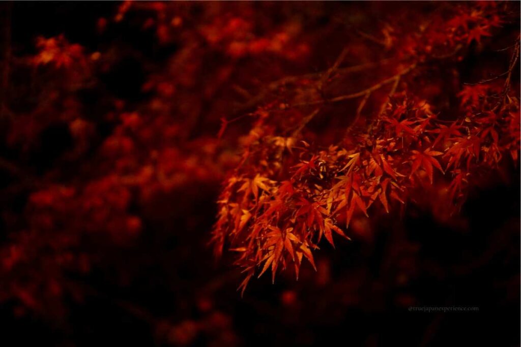 Close-up of vivid red maple leaves illuminated at night during Japan’s autumn foliage season.