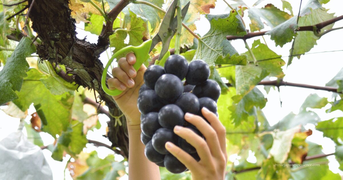 A person harvesting a bunch of black grapes by hand with scissors at a vineyard in Japan
