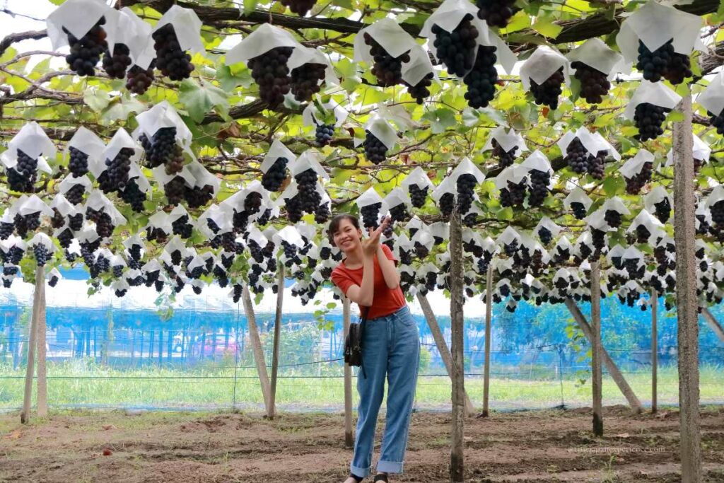 A smiling woman posing under rows of paper-wrapped grape bunches at a vineyard in Japan during grape picking season