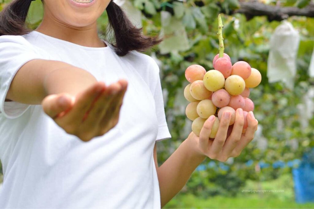 Smiling child showing a bunch of pink and yellow grapes during a grape picking experience