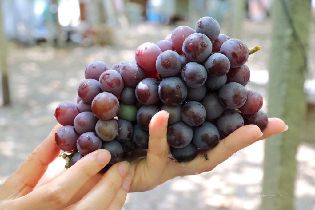 Close-up of freshly picked dark purple grapes held in both hands at a vineyard