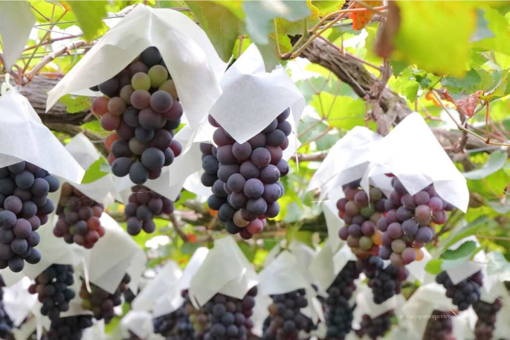 Close-up of ripe grapes protected by paper bags on the vine at a Japanese vineyard
