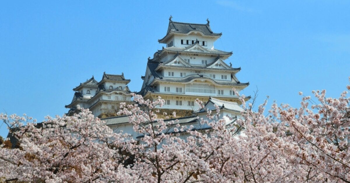Himeji Castle with full cherry blossoms in spring, viewed under a clear blue sky