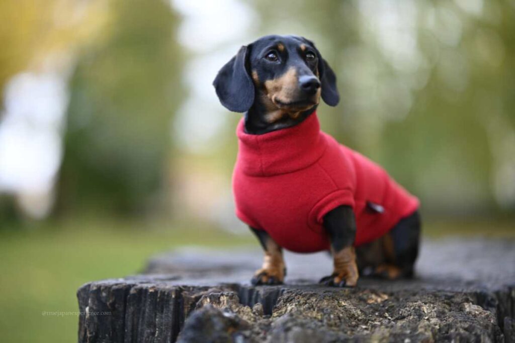 A dachshund wearing a red fleece sweater, standing on a tree stump outdoors