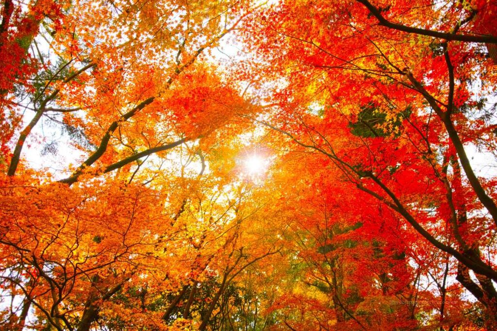 Sunlight shining through vibrant red and orange autumn leaves in a Japanese forest