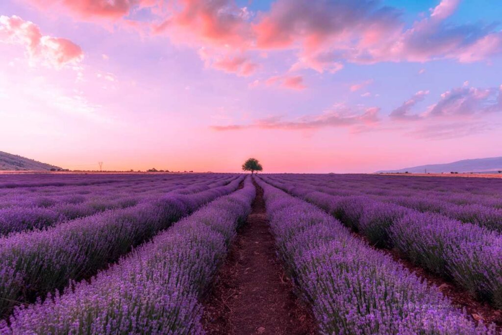 Lavender fields in full bloom under a colorful summer sunset sky in Furano, Hokkaido.