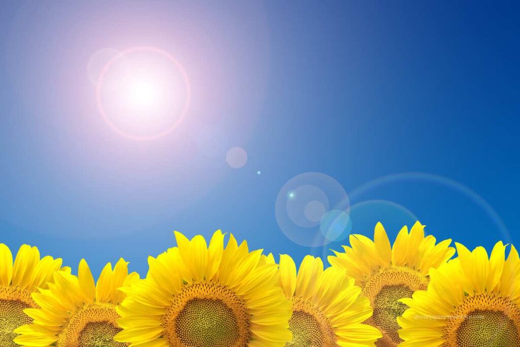 Bright yellow sunflowers under a clear blue summer sky with strong sunlight, representing the peak of Japanese summer.