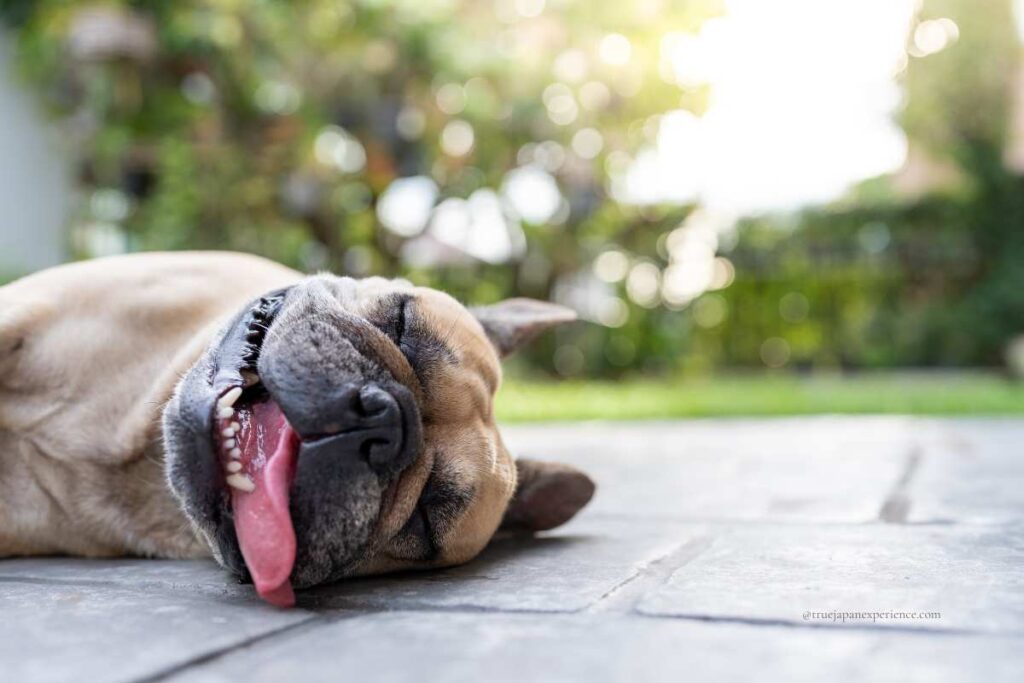 A French Bulldog lying on the ground with its tongue out, looking exhausted from the summer heat.