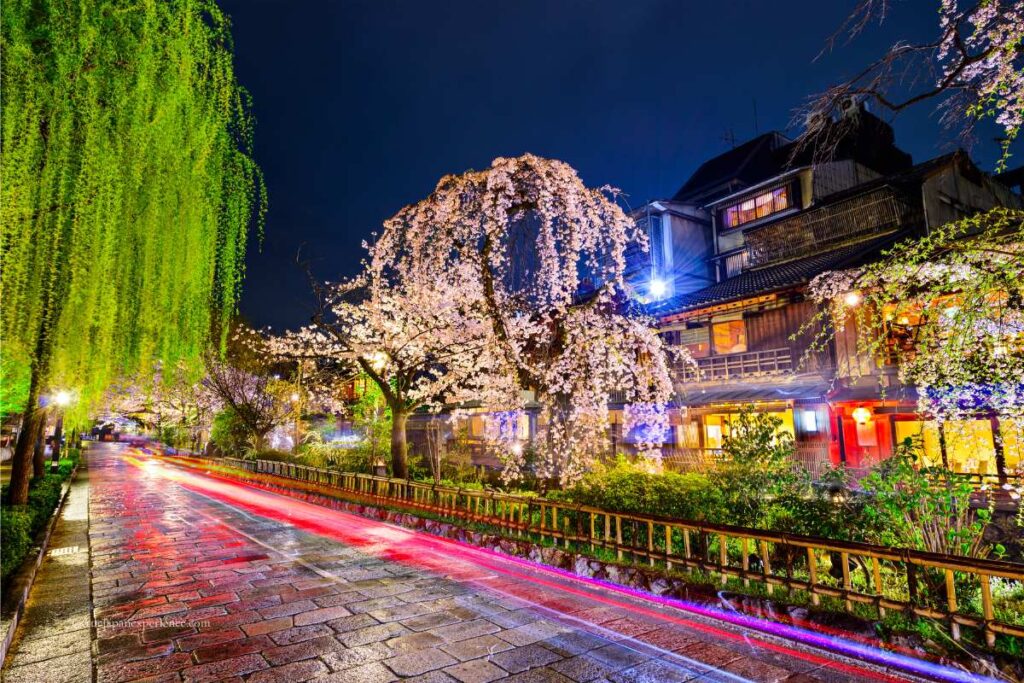 Night view of Gion Shirakawa in Kyoto during cherry blossom season, with weeping sakura trees in full bloom, traditional wooden buildings, and illuminated street reflections.