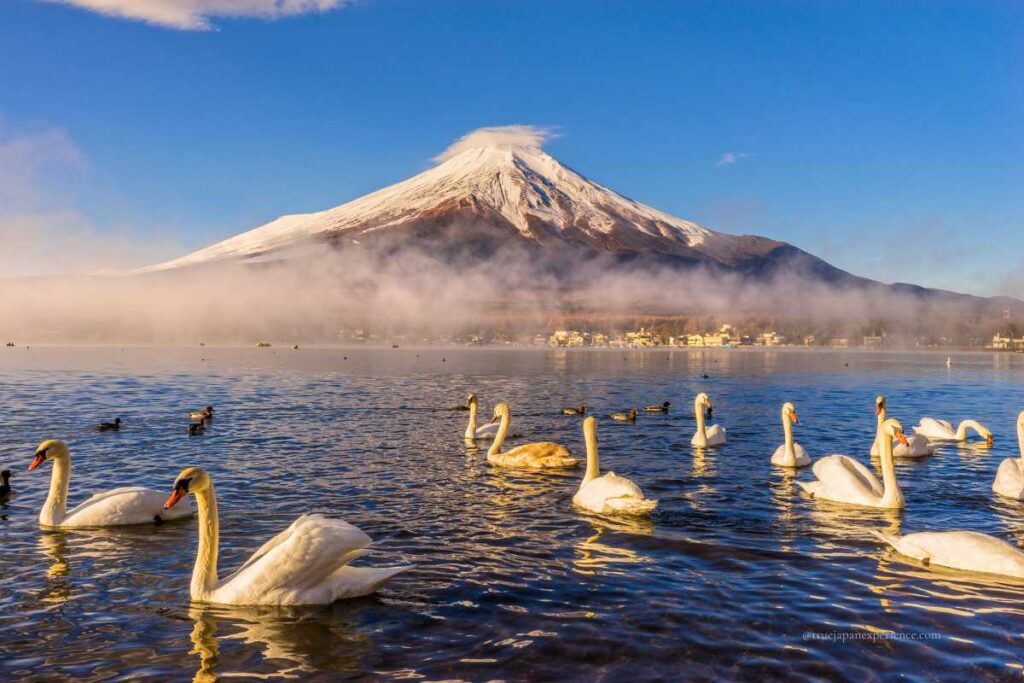 Swans swimming on Lake Yamanaka with mist rising from the water and a snow-capped Mt. Fuji in the background.