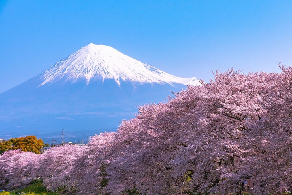 Snow-capped Mt. Fuji rises in the background, with rows of full-bloom cherry blossom trees covering the foreground under a clear blue sky.