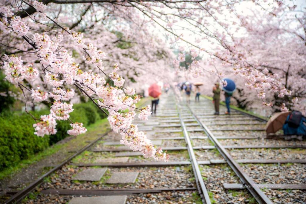 Cherry blossoms in full bloom along the old railway tracks of the Keage Incline in Kyoto, with people strolling under umbrellas.