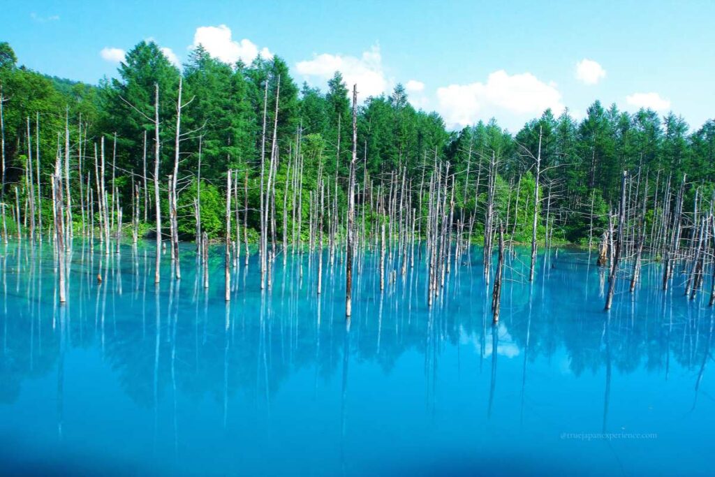 The Blue Pond in Biei, Hokkaido — a stunning turquoise-blue pond with standing dead trees and a backdrop of lush forest.