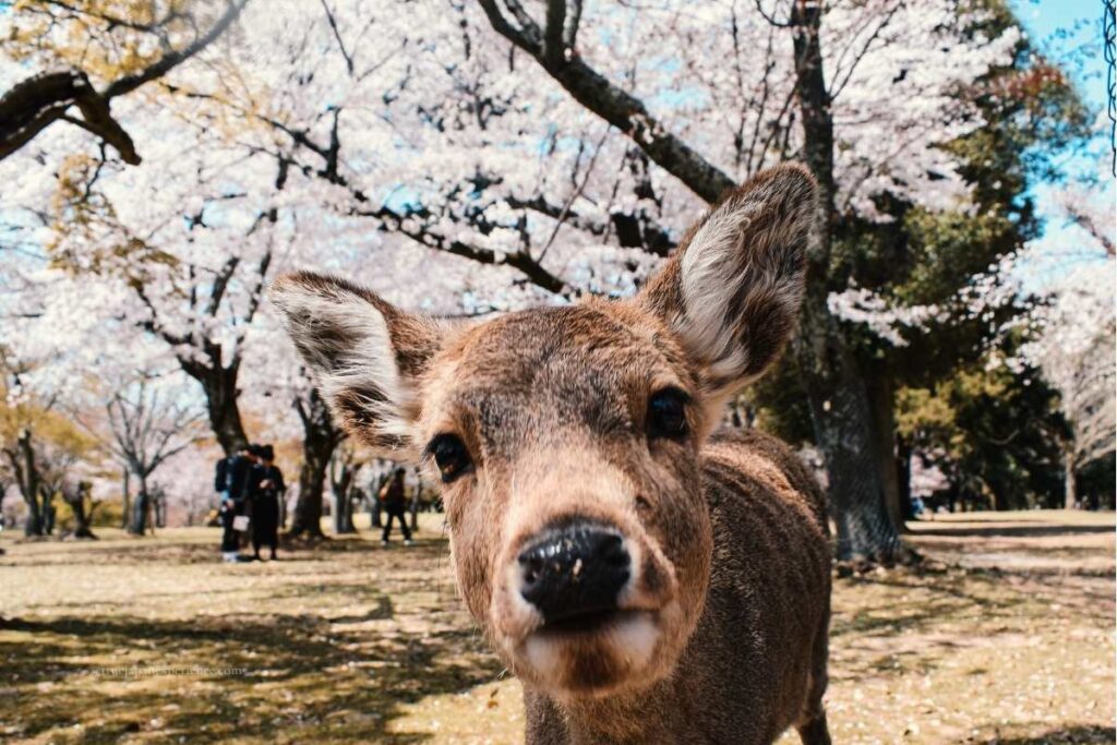 Close-up of a curious deer in Nara Park during cherry blossom season, with pink sakura trees in the background
