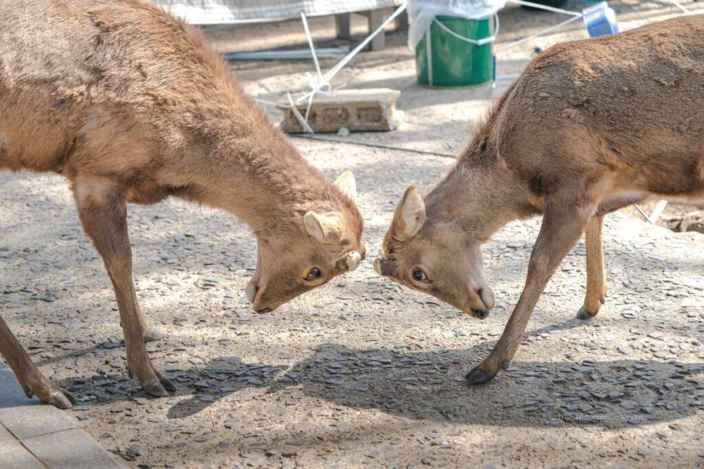 Two young deer playfully locking horns in Nara Park, showing natural behavior during a sunny day
