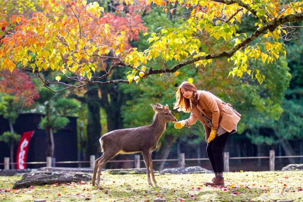 A woman feeding a deer under colorful autumn leaves in Nara Park, Japan