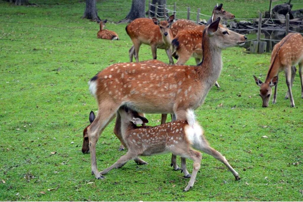 A baby deer nursing from its mother in Nara Park, surrounded by a group of spotted deer on green grass