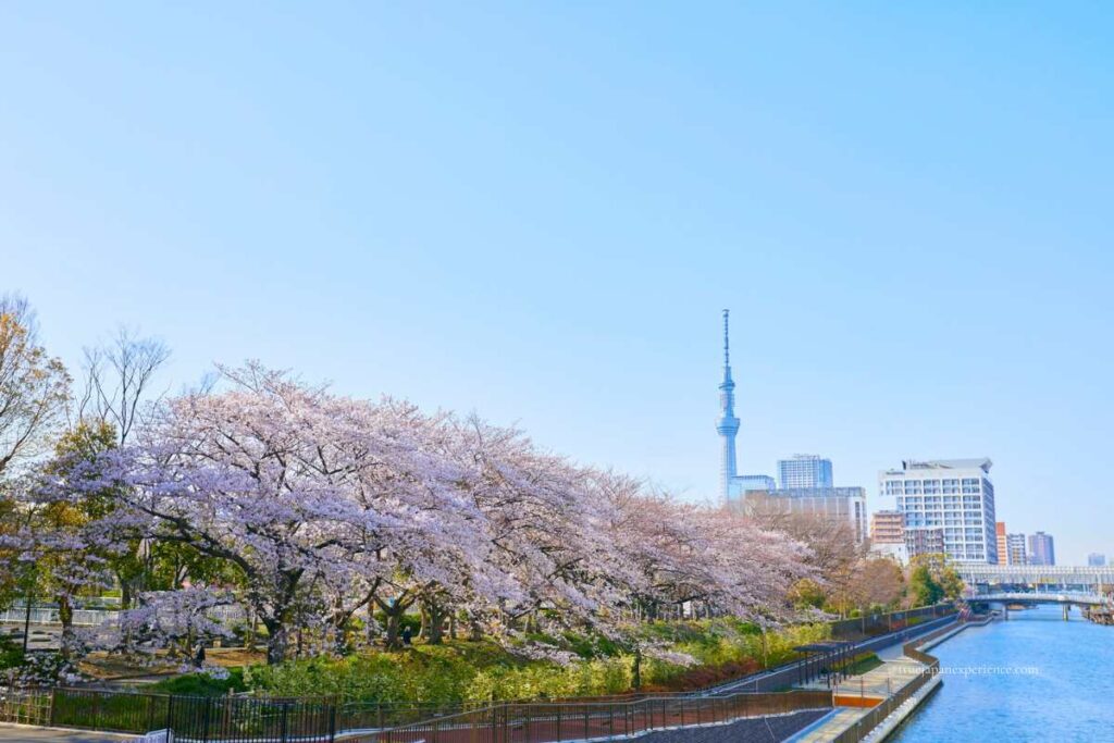 Cherry blossoms in full bloom along a riverside path with Tokyo Skytree rising in the background on a clear spring day.