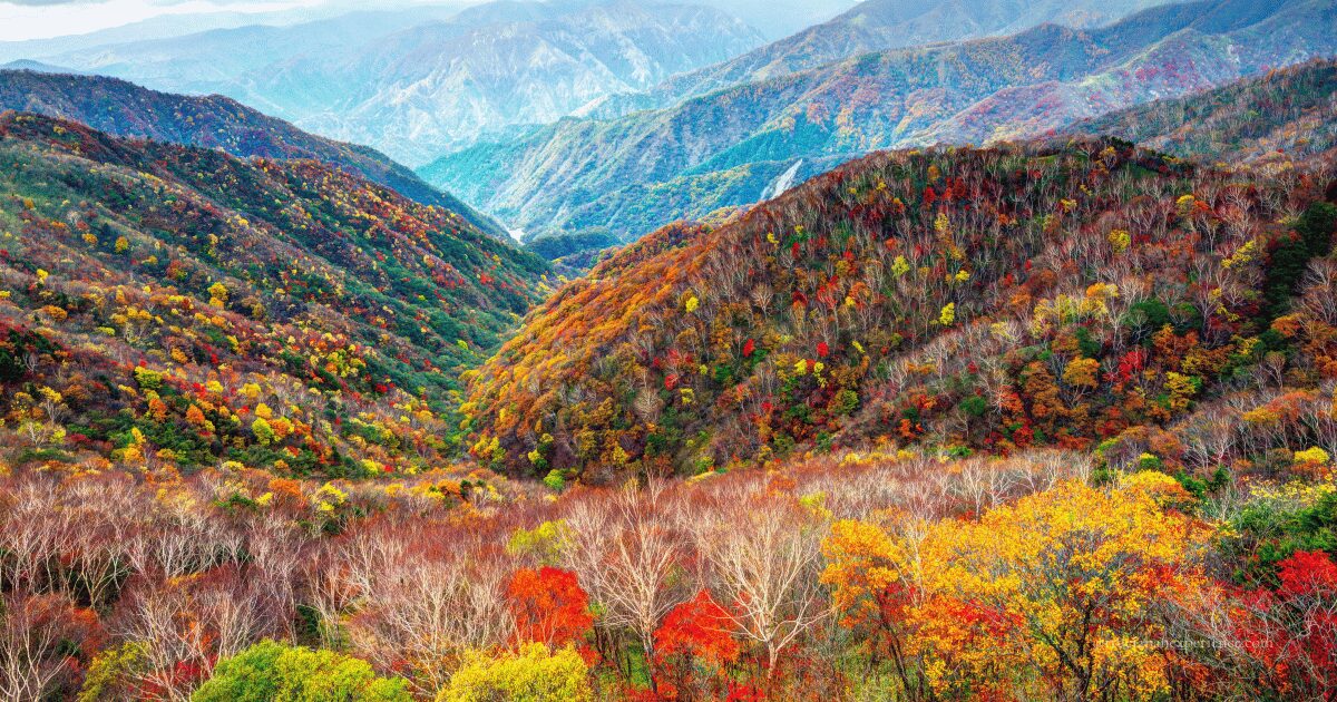 Colorful autumn foliage covering mountain valleys in Japan, with layers of red, orange, and yellow trees under a cloudy sky.