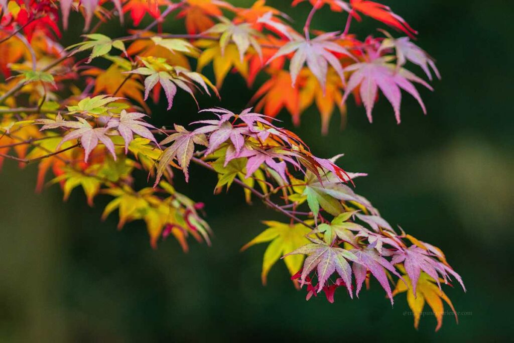 Close-up of colorful Japanese maple leaves in shades of red, orange, and green during autumn.