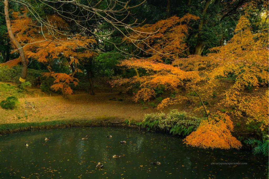 A calm pond with ducks swimming, surrounded by vibrant orange maple leaves in a peaceful Japanese garden.